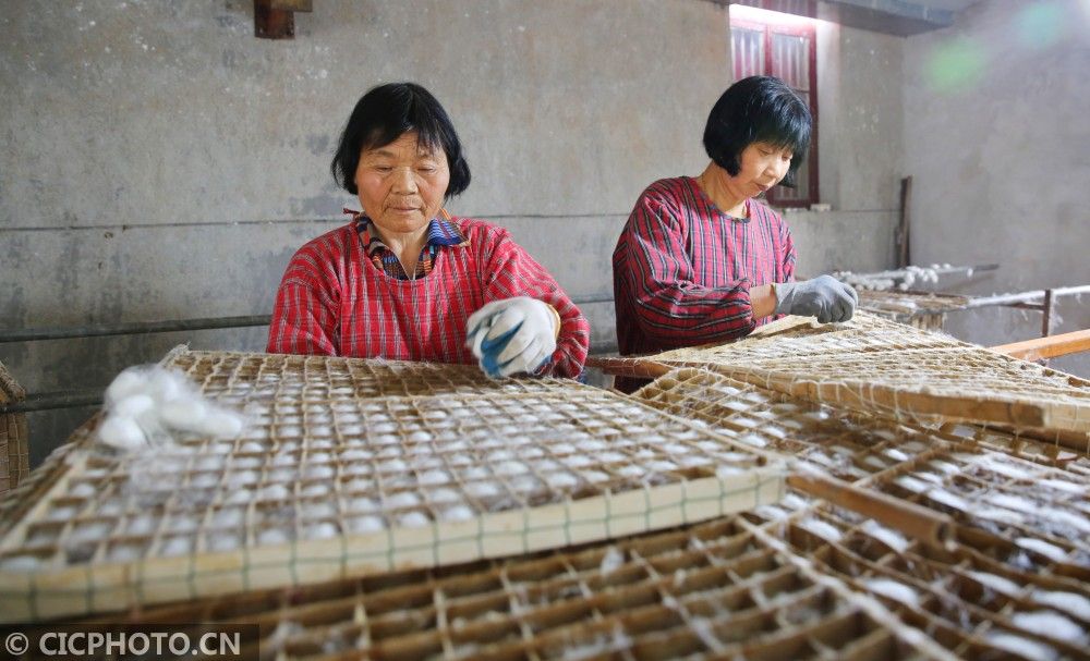 海安茧丝绸（江苏海安：春茧丰收）-第1张图片