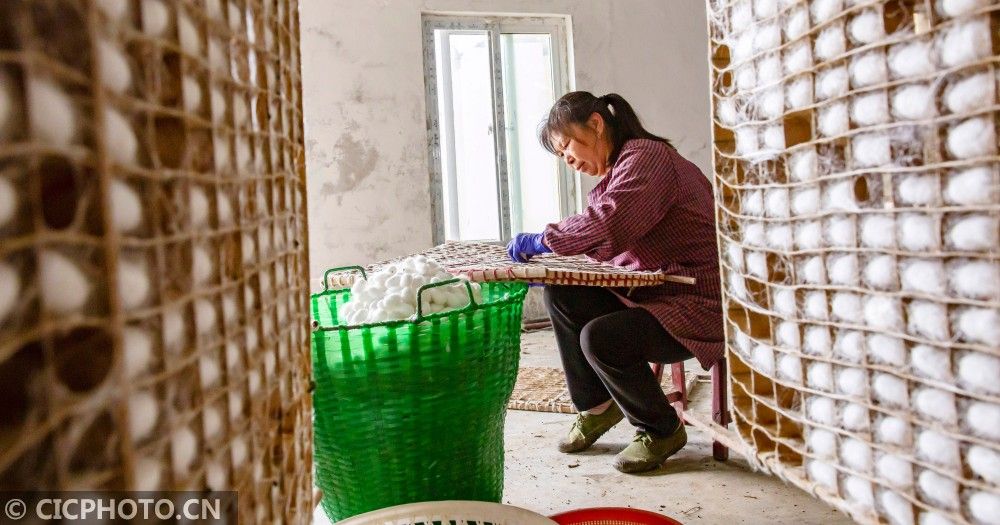 海安茧丝绸（江苏海安：春茧丰收）-第3张图片