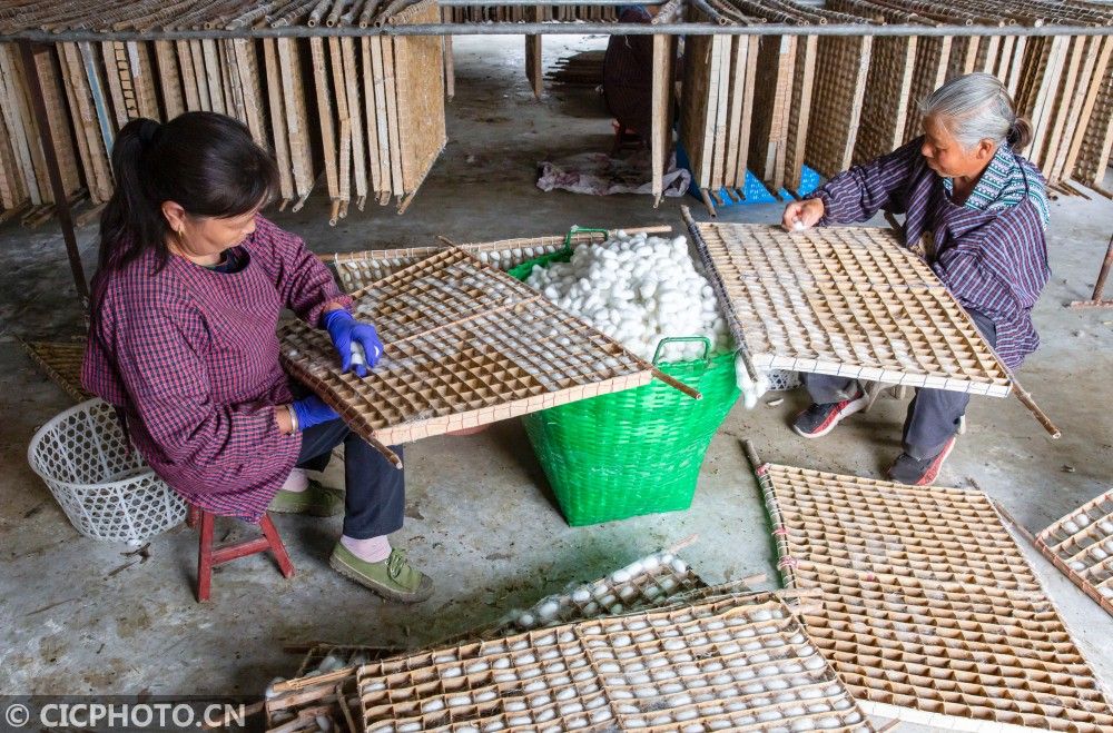 海安茧丝绸（江苏海安：春茧丰收）-第8张图片