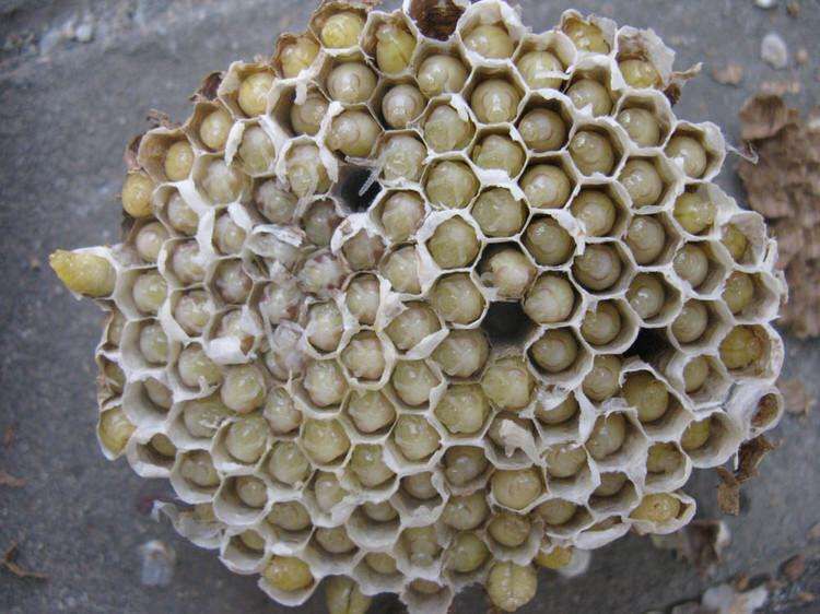 土蜂的幼虫（中药材土蜂子）-第2张图片