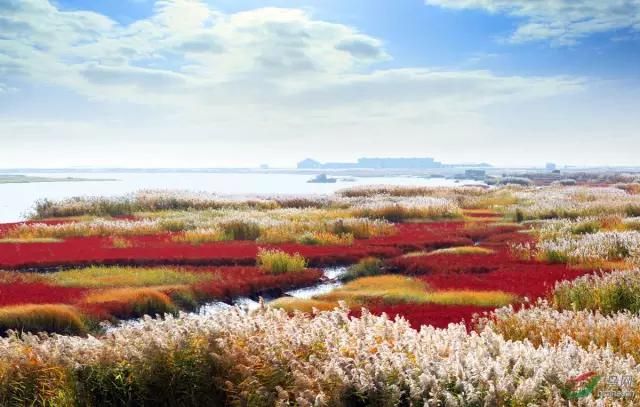中国十大湿地（中国十大魅力湿地）-第3张图片