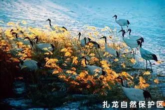 中国十大湿地（中国十大魅力湿地）-第1张图片