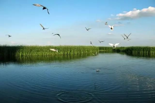 中国十大湿地（中国十大魅力湿地）-第8张图片