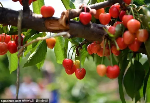 北京端午节去哪玩（端午北京去哪嗨）-第4张图片