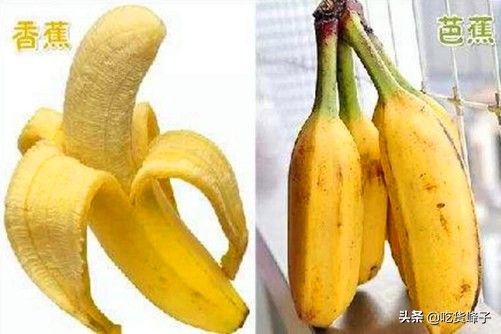 香蕉和芭蕉的区别（香蕉和芭蕉这两近亲究竟有何区别？）-第3张图片