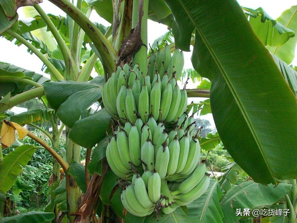 香蕉和芭蕉的区别（香蕉和芭蕉这两近亲究竟有何区别？）-第1张图片
