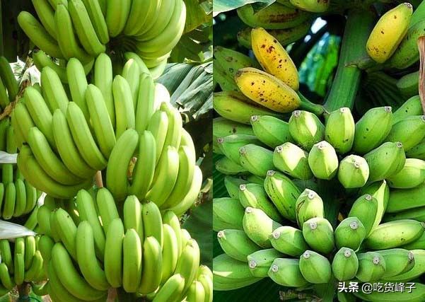 香蕉和芭蕉的区别（香蕉和芭蕉这两近亲究竟有何区别？）-第4张图片