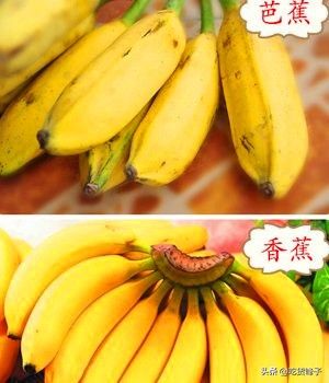 香蕉和芭蕉的区别（香蕉和芭蕉这两近亲究竟有何区别？）-第6张图片