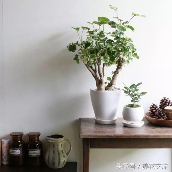 客厅花卉盆栽（这10种大型盆栽绿植养在客厅）-第1张图片