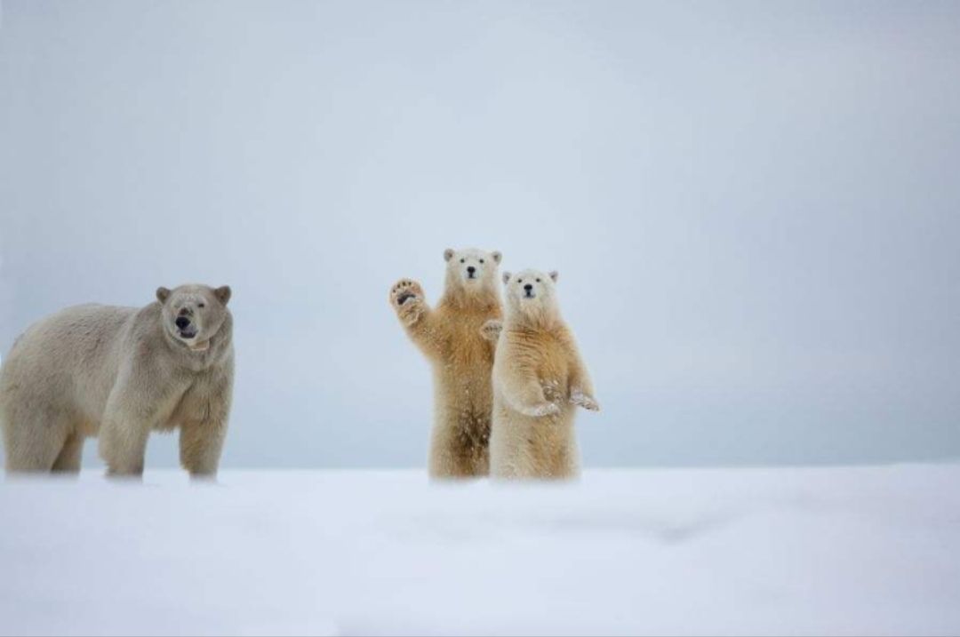 北极熊为什么不怕冷（为什么北极熊不怕冷）-第2张图片