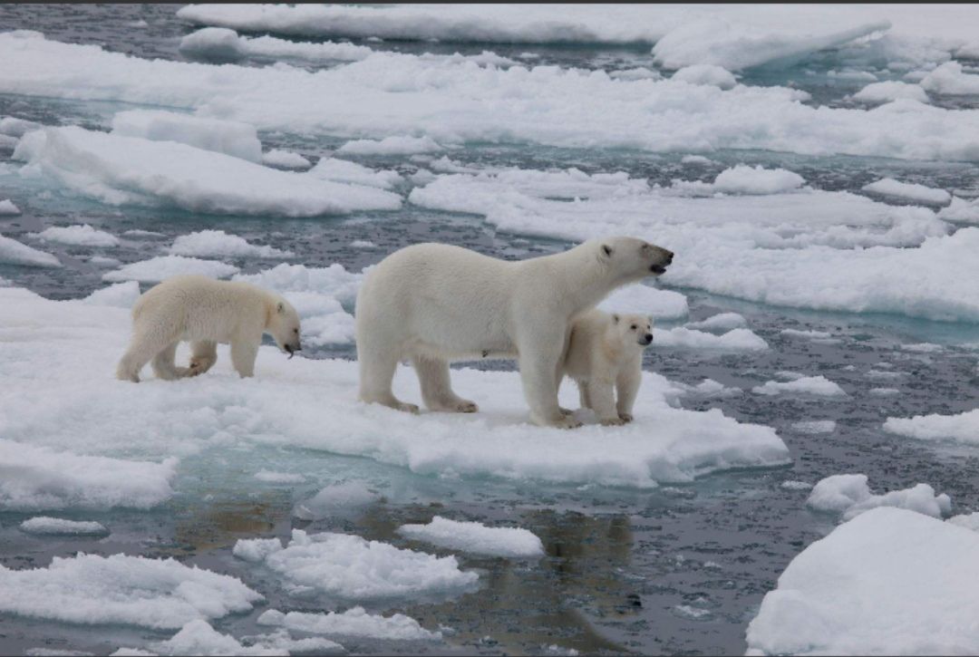 北极熊为什么不怕冷（为什么北极熊不怕冷）-第3张图片