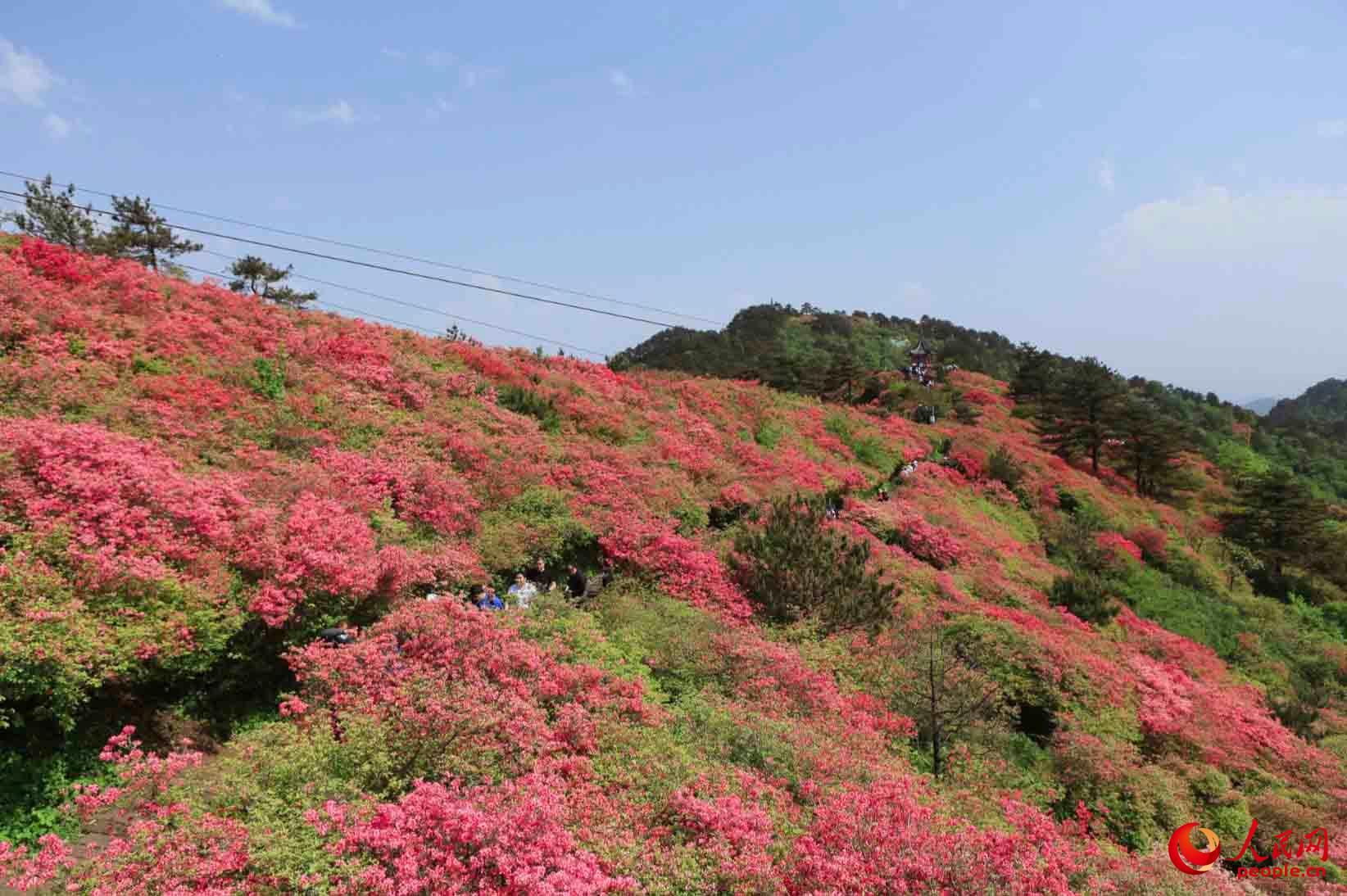 麻城杜鹃花节！（湖北麻城杜鹃花！）-第1张图片