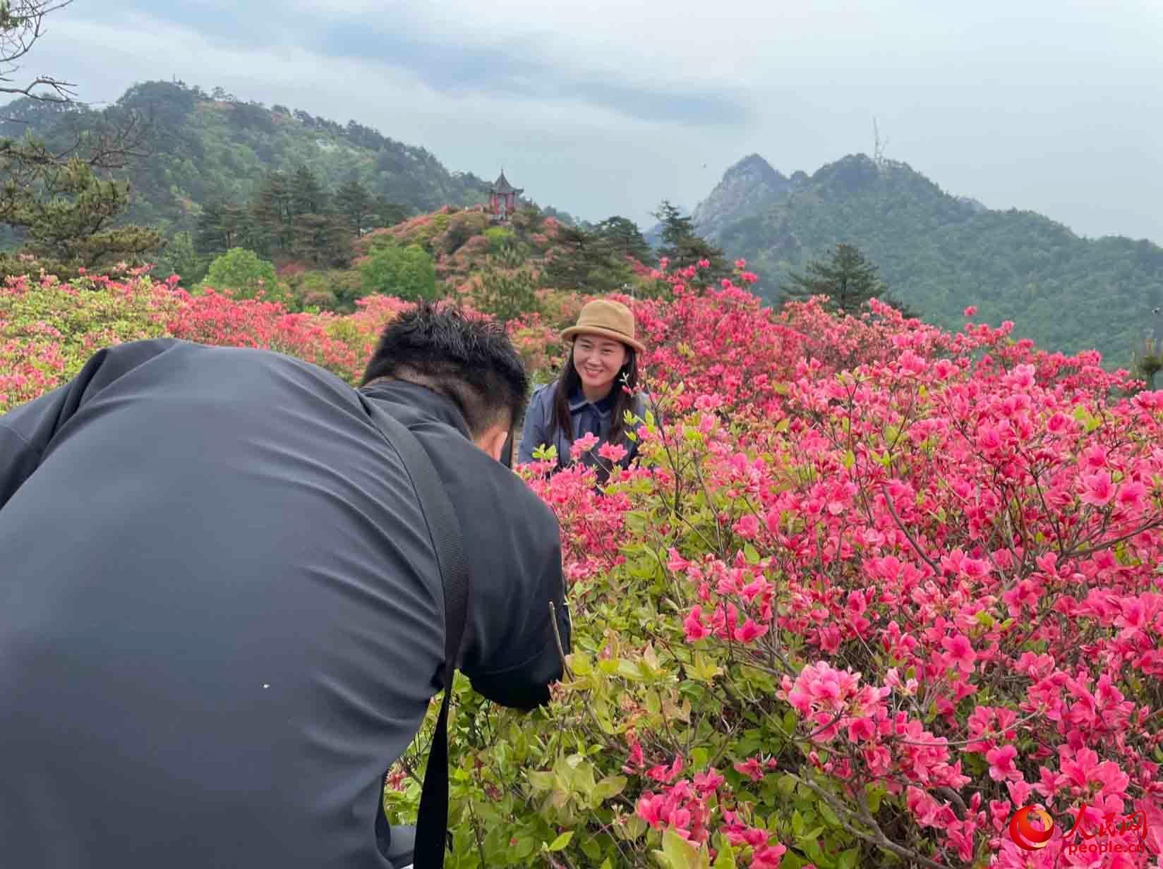 麻城杜鹃花节！（湖北麻城杜鹃花！）-第5张图片