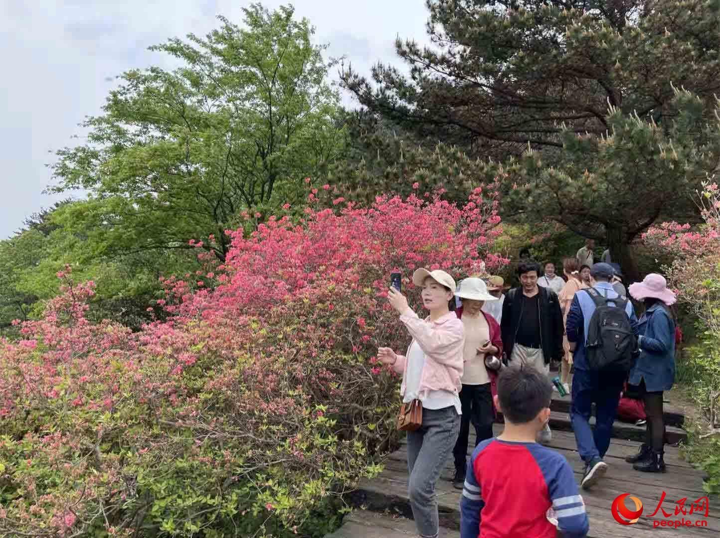 麻城杜鹃花节！（湖北麻城杜鹃花！）-第4张图片