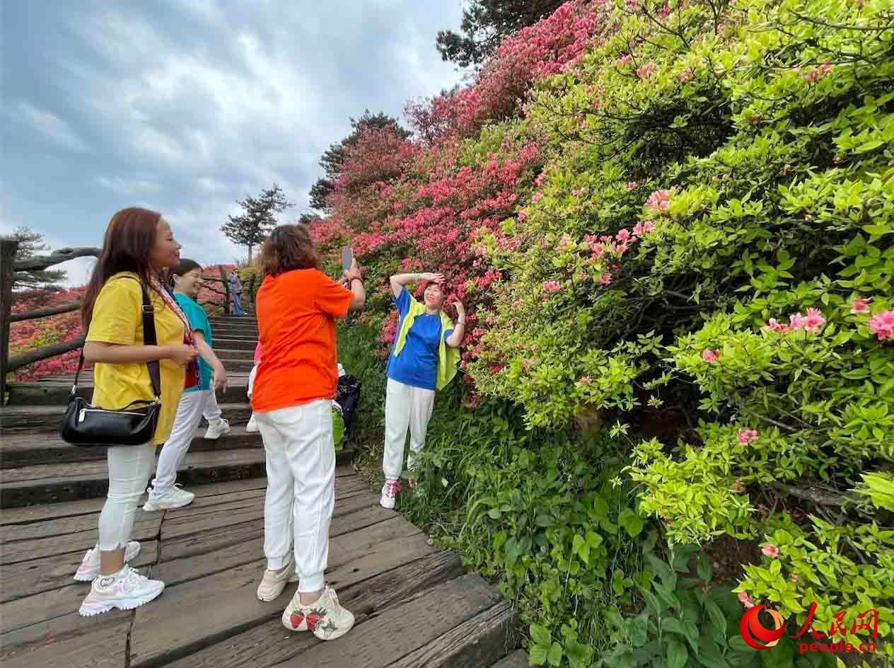 麻城杜鹃花节！（湖北麻城杜鹃花！）-第7张图片