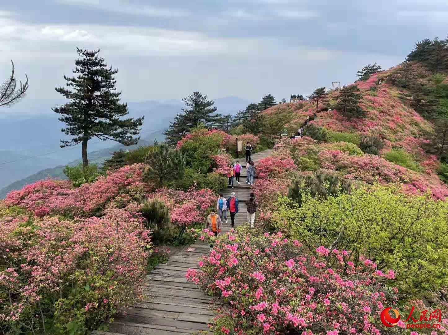 麻城杜鹃花节！（湖北麻城杜鹃花！）-第6张图片