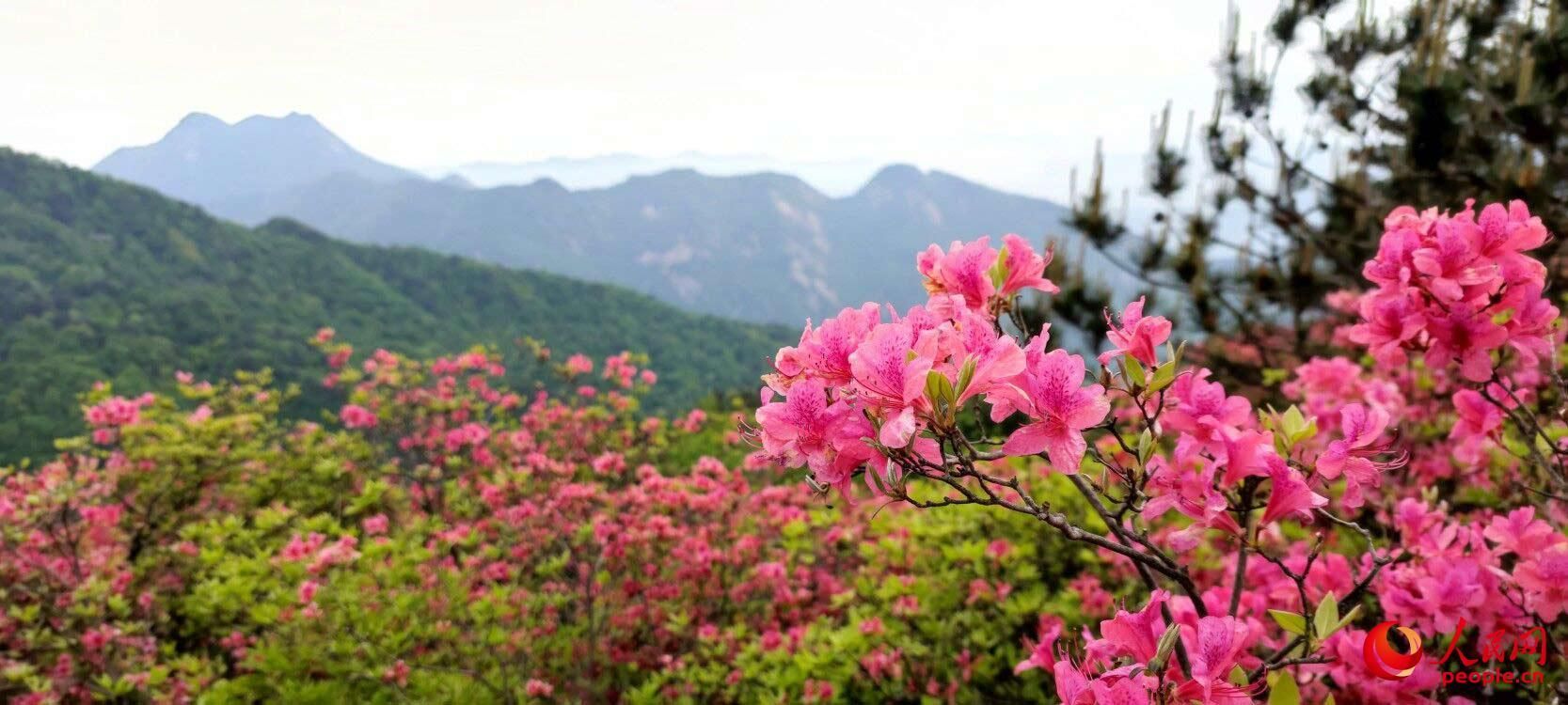 麻城杜鹃花节！（湖北麻城杜鹃花！）-第8张图片