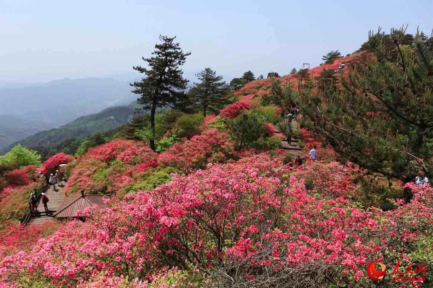 麻城杜鹃花节！（湖北麻城杜鹃花！）-第10张图片