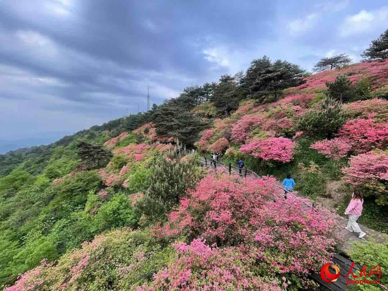 麻城杜鹃花节！（湖北麻城杜鹃花！）-第11张图片