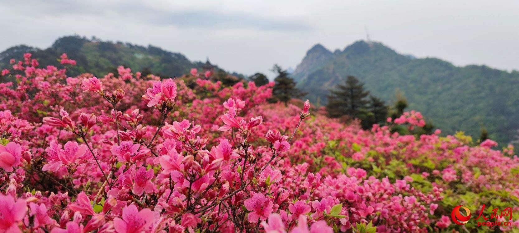 麻城杜鹃花节！（湖北麻城杜鹃花！）-第9张图片