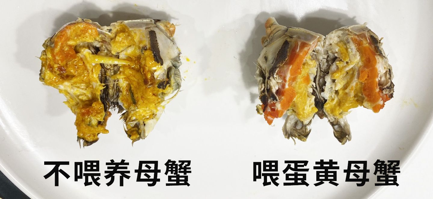 死螃蟹可以吃吗（螃蟹死了为啥不能吃？）-第9张图片