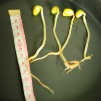 自制黄豆芽（自发黄豆芽的做法步骤）-第9张图片