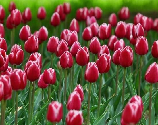 郁金香什么时候开花?(郁金香花期多长时间)-第5张图片 郁金香什么时候开花?(郁金香花期多长时间)-第5张图片