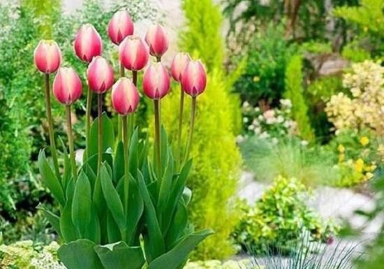 郁金香什么时候开花?(郁金香花期多长时间)-第3张图片 郁金香什么时候开花?(郁金香花期多长时间)-第3张图片