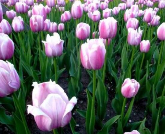 郁金香什么时候开花?(郁金香花期多长时间)-第7张图片 郁金香什么时候开花?(郁金香花期多长时间)-第7张图片