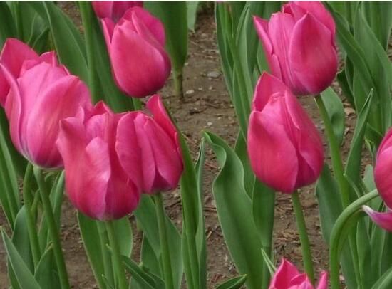 郁金香什么时候开花?(郁金香花期多长时间)-第4张图片 郁金香什么时候开花?(郁金香花期多长时间)-第4张图片
