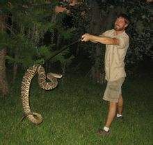 世界体型最大的毒蛇排名!（世界体型最大的毒蛇排行!）-第6张图片