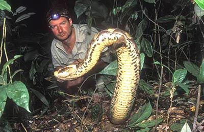 世界体型最大的毒蛇排名!（世界体型最大的毒蛇排行!）-第10张图片