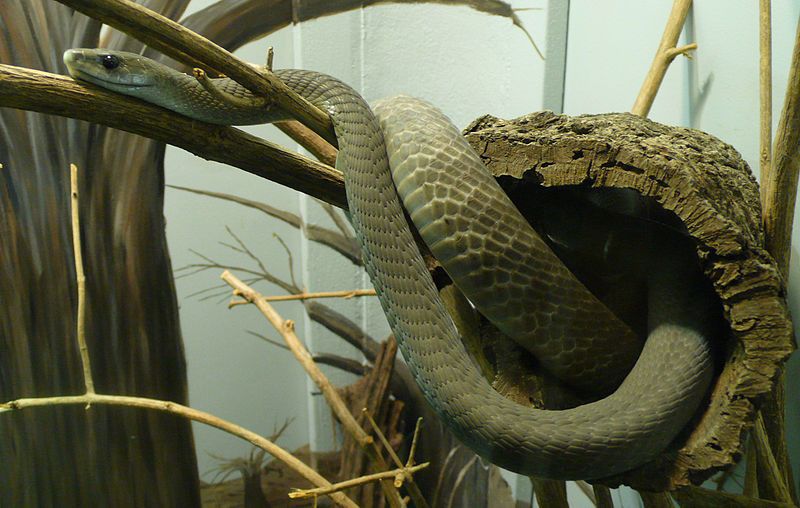 世界体型最大的毒蛇排名!（世界体型最大的毒蛇排行!）-第8张图片