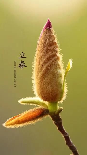 躲春可以玩手机吗?(什么是“躲春”如何“躲春”)-第2张图片 躲春可以玩手机吗?(什么是“躲春”如何“躲春”)-第2张图片