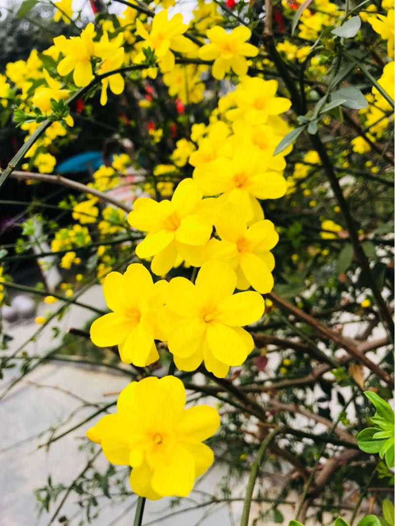 春天的花(这5种花是春天的代表性花草!)-第2张图片 春天的花(这5种花是春天的代表性花草!)-第2张图片