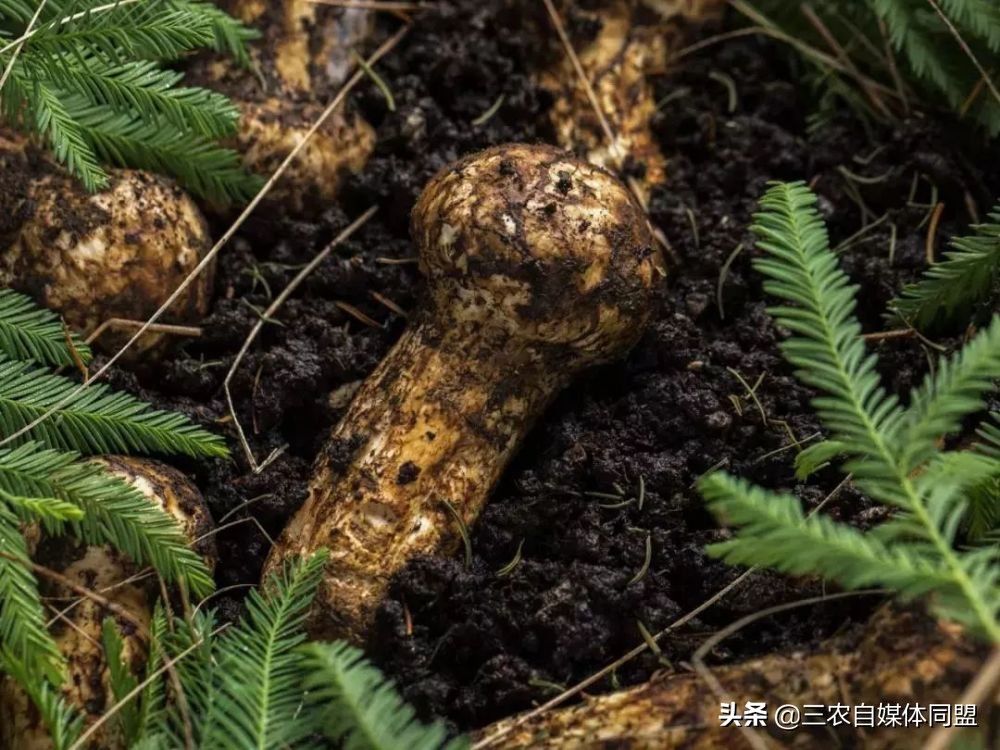 松茸怎么吃（松茸的菜谱）-第1张图片