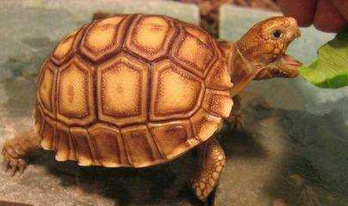 苏卡达陆龟（苏卡达陆龟怎么养）-第1张图片