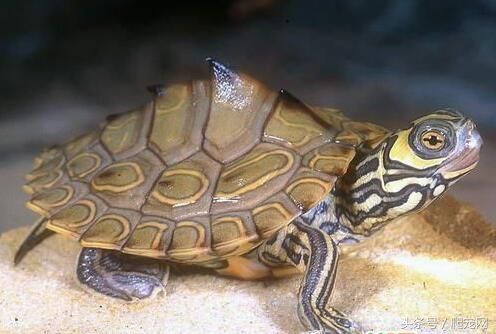 乌龟种类（乌龟种类大全）-第19张图片