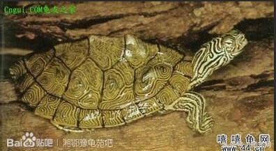 乌龟种类（乌龟种类大全）-第20张图片