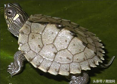 乌龟种类（乌龟种类大全）-第25张图片