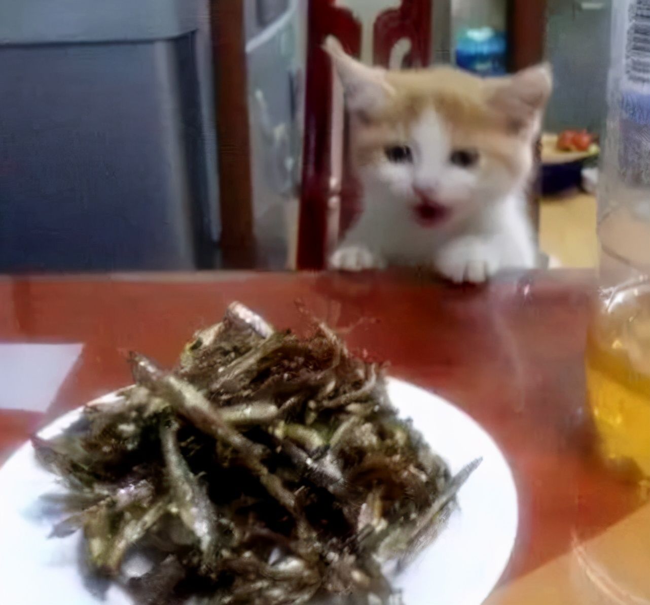 小猫吃什么？（小猫喜欢吃什么东西？）-第3张图片