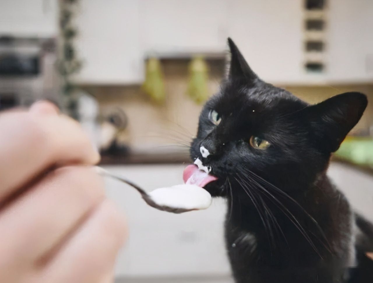 小猫吃什么？（小猫喜欢吃什么东西？）-第7张图片