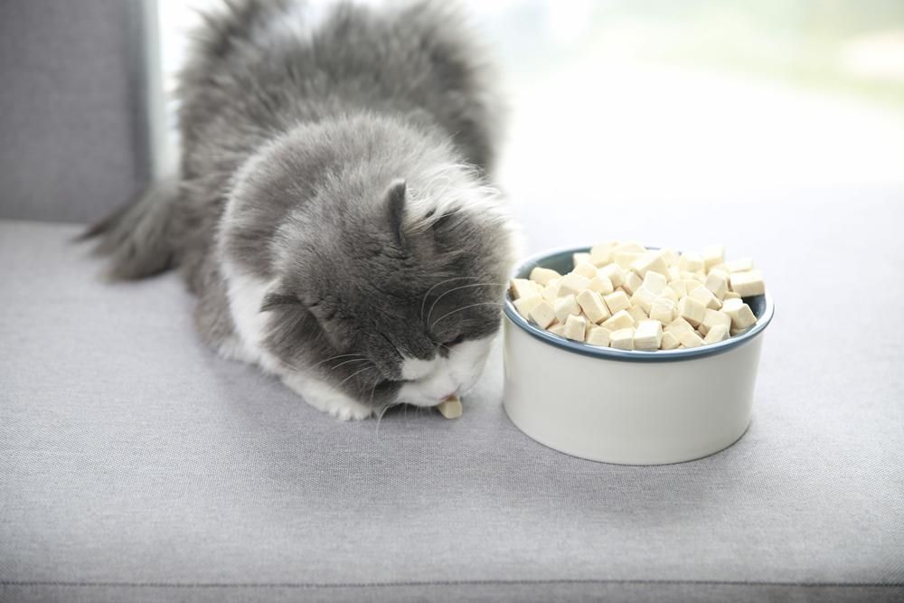 小猫吃什么？（小猫喜欢吃什么东西？）-第10张图片