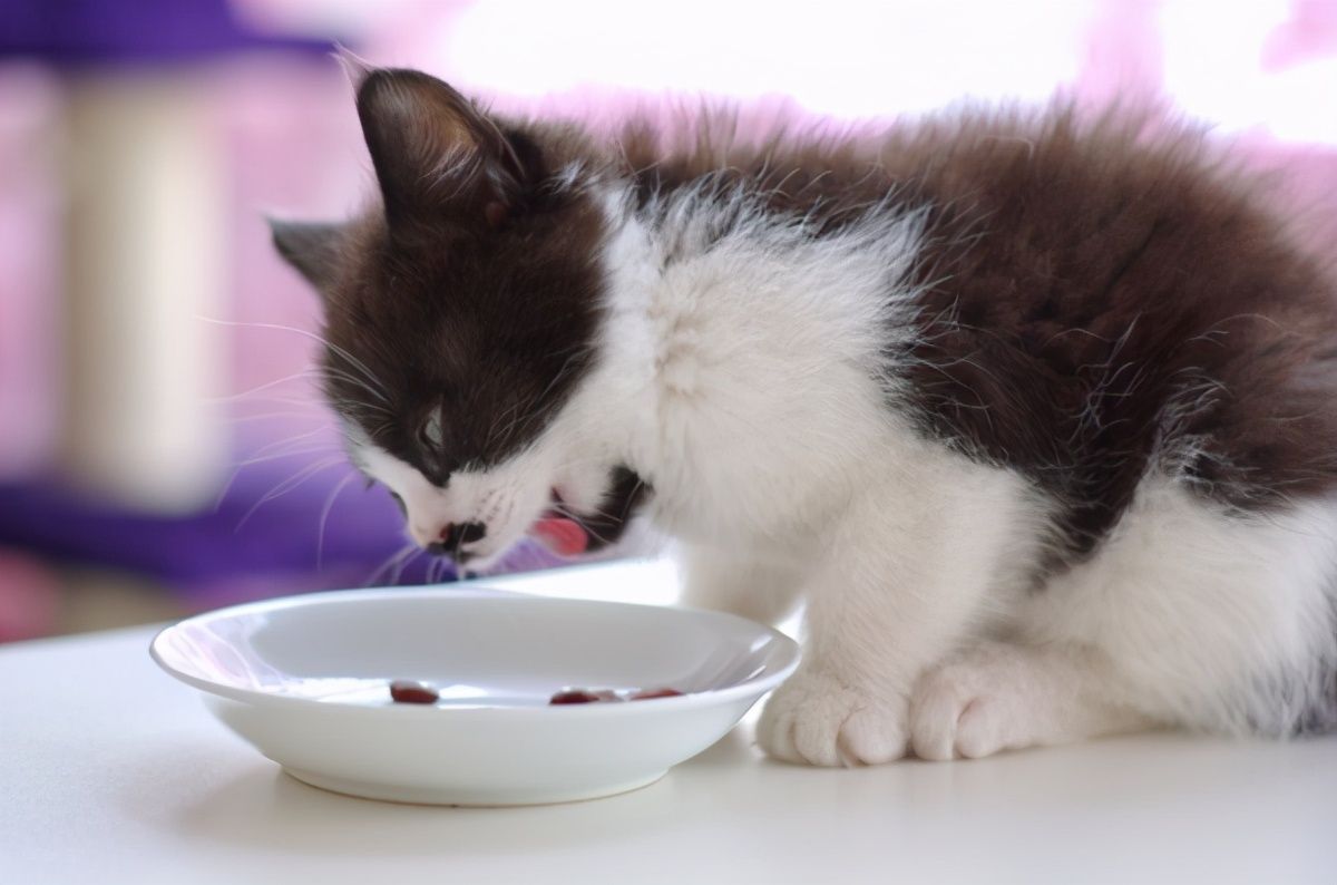 小猫吃什么？（小猫喜欢吃什么东西？）-第11张图片