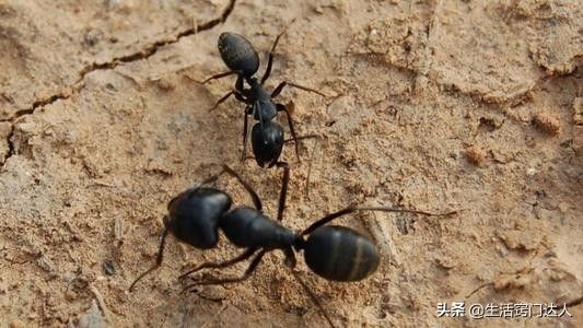 家里有蚂蚁（家里经常有蚂蚁出没？）-第2张图片