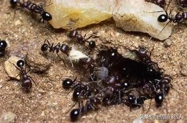 家里有蚂蚁（家里经常有蚂蚁出没？）-第4张图片