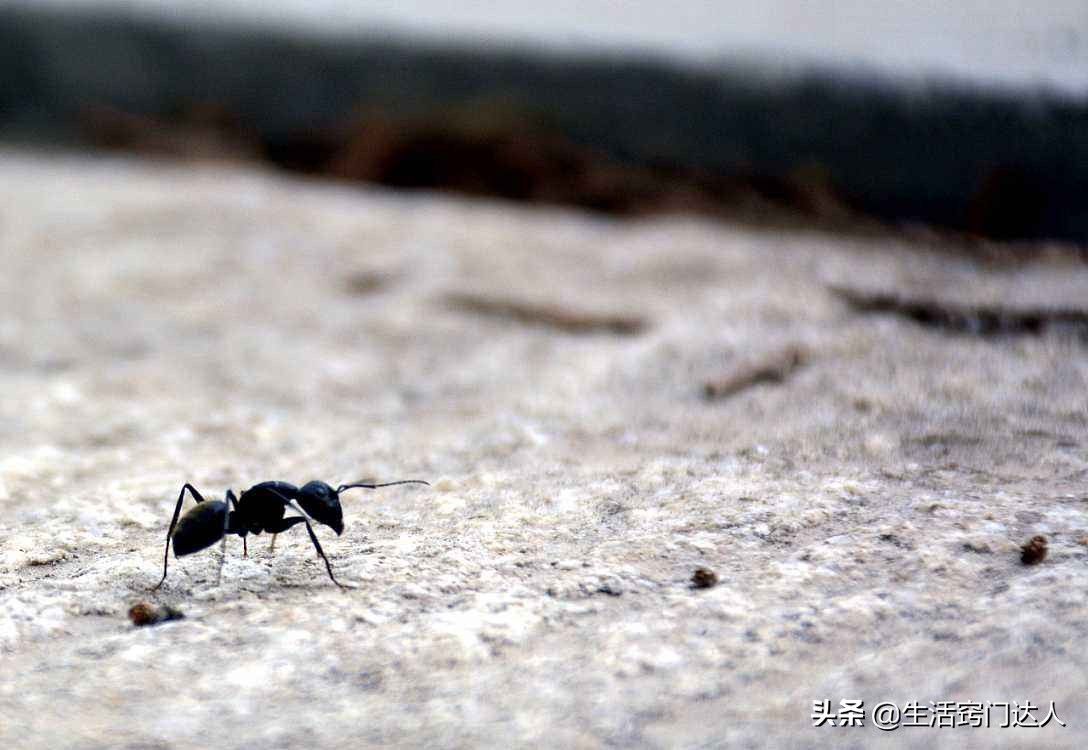 家里有蚂蚁（家里经常有蚂蚁出没？）-第3张图片