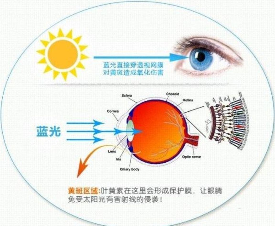 叶黄素是什么？（叶黄素可以保护视力吗？）-第2张图片