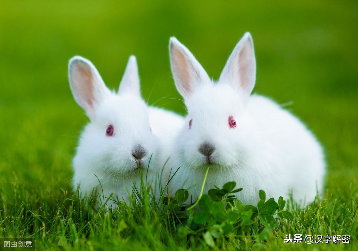 兔子尾巴歇后语（20个关于兔的歇后语）-第4张图片