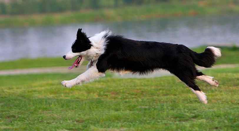 边境牧羊犬智商（智商分分钟碾压你的边境牧羊犬）-第7张图片